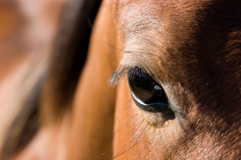 IMAGE: http://i90.photobucket.com/albums/k259/miss-pix/Nature/Animals/Camas%20Valley%20Horses/0806_Horses016.jpg