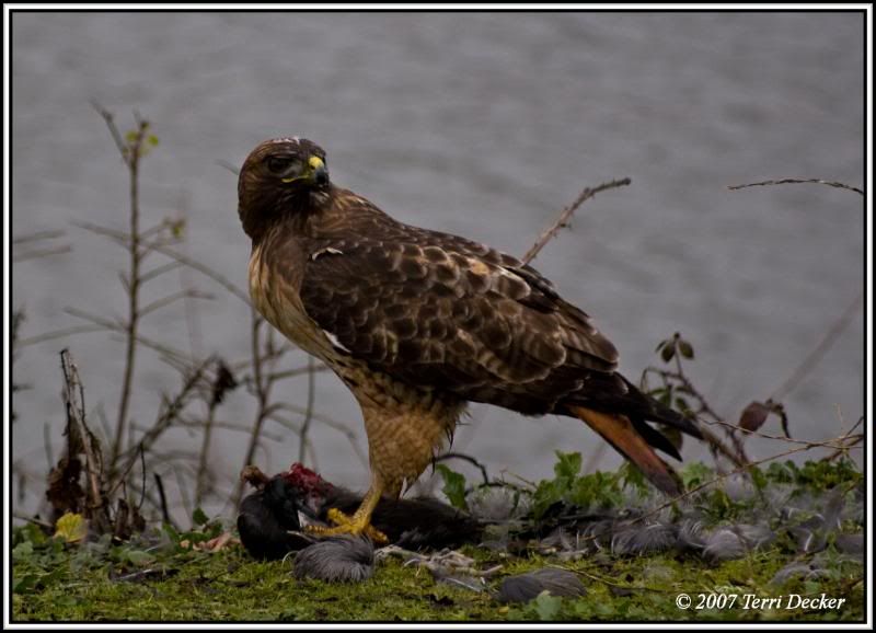 IMAGE: http://i90.photobucket.com/albums/k259/miss-pix/Nature/Animals/Hawk/0801_Hawk001.jpg