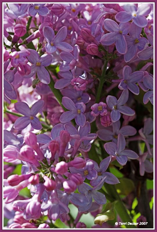 IMAGE: http://i90.photobucket.com/albums/k259/miss-pix/Nature/IMG_1898-01.jpg