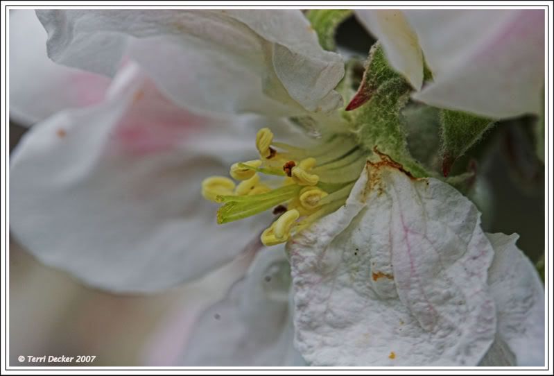 IMAGE: http://i90.photobucket.com/albums/k259/miss-pix/Nature/IMG_1906-01.jpg