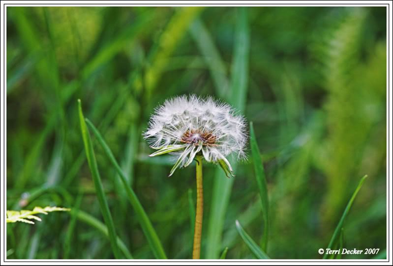 IMAGE: http://i90.photobucket.com/albums/k259/miss-pix/Nature/Shore%20Acres/Dandelion.jpg
