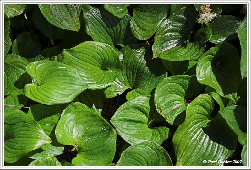 IMAGE: http://i90.photobucket.com/albums/k259/miss-pix/Nature/Shore%20Acres/Patterns2.jpg