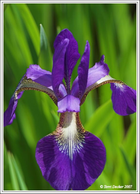 IMAGE: http://i90.photobucket.com/albums/k259/miss-pix/Nature/Shore%20Acres/WildIris.jpg