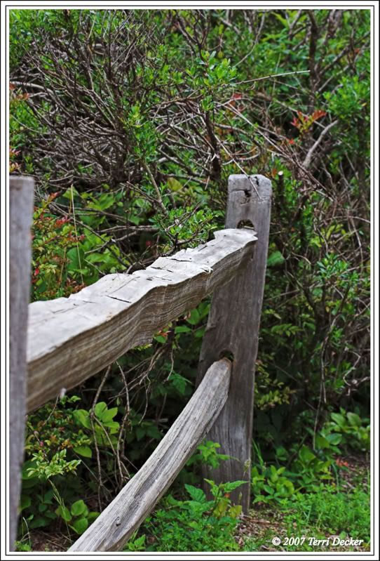 IMAGE: http://i90.photobucket.com/albums/k259/miss-pix/Nature/South%20Slough%20Estuary/Fence1.jpg