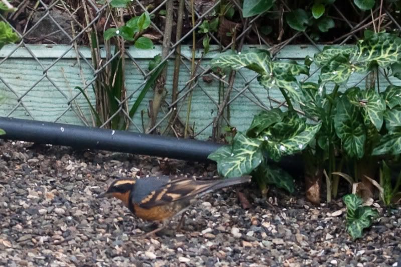 IMAGE: http://i90.photobucket.com/albums/k259/miss-pix/Nature/Tweeties%202011/Birds2of5.jpg