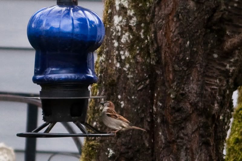 IMAGE: http://i90.photobucket.com/albums/k259/miss-pix/Nature/Tweeties%202011/Birds3of5.jpg