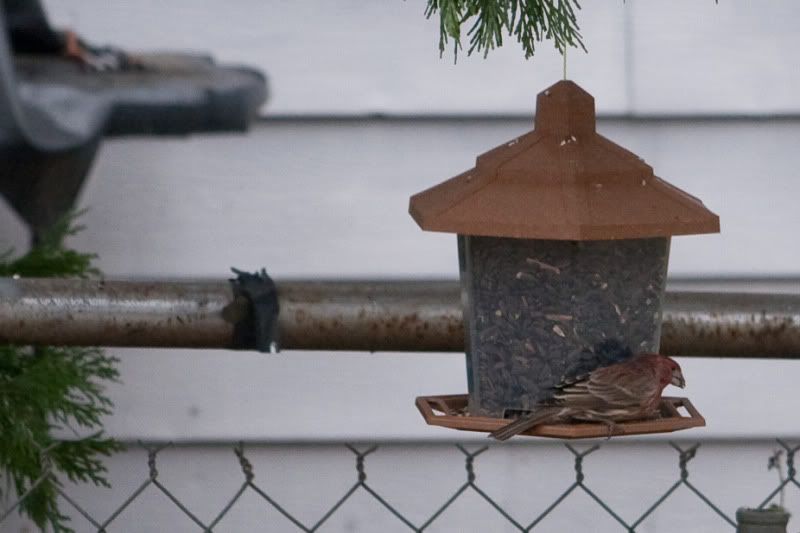 IMAGE: http://i90.photobucket.com/albums/k259/miss-pix/Nature/Tweeties%202011/Birds5of5.jpg