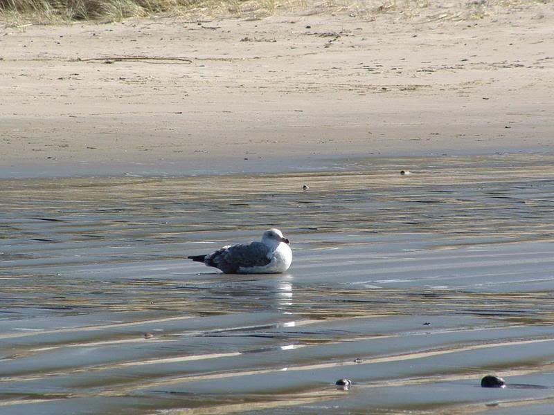 IMAGE: http://i90.photobucket.com/albums/k259/miss-pix/Oregon%20Beaches/SunsetSeagull.jpg