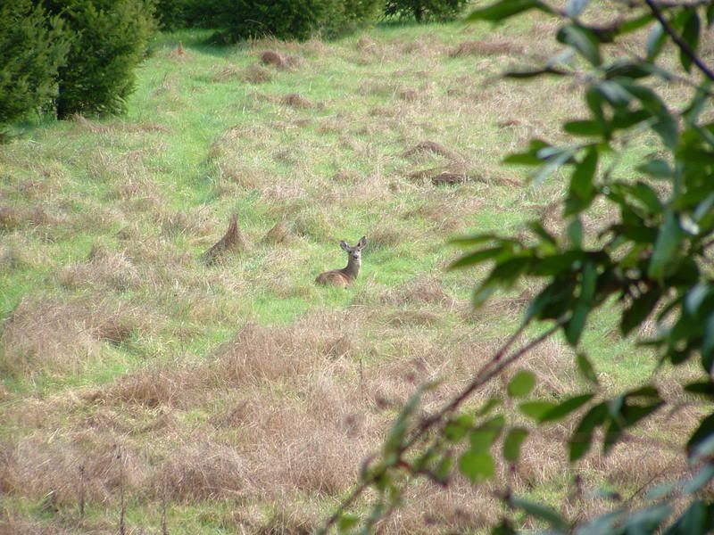 IMAGE: http://i90.photobucket.com/albums/k259/miss-pix/POTN/DSCF0023.jpg