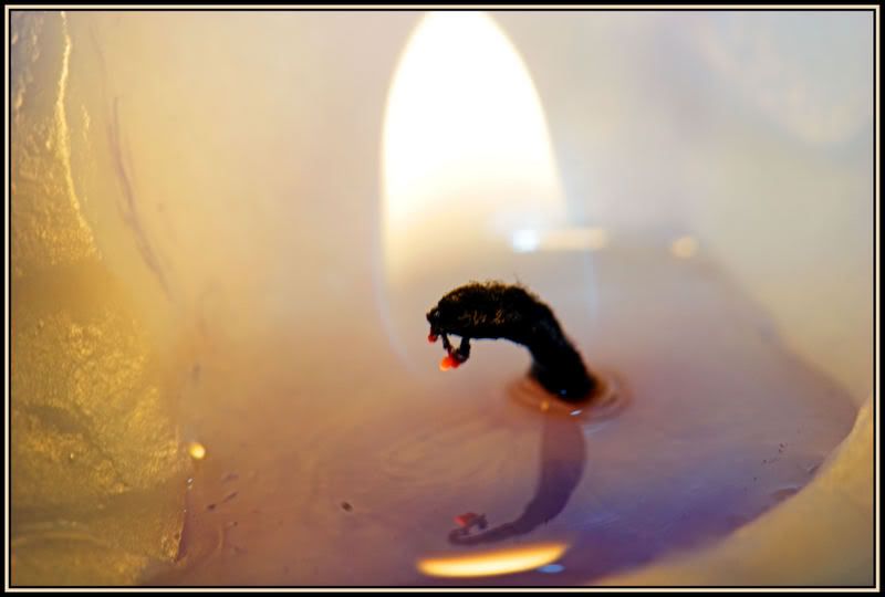 IMAGE: http://i90.photobucket.com/albums/k259/miss-pix/POTN/IMG_1391-01.jpg