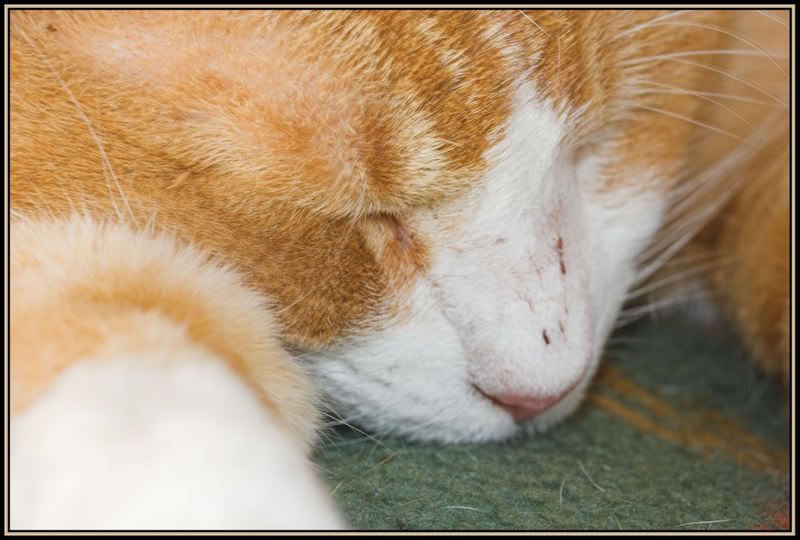 IMAGE: http://i90.photobucket.com/albums/k259/miss-pix/POTN/IMG_1397-01.jpg