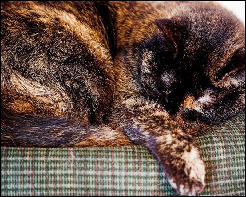 IMAGE: http://i90.photobucket.com/albums/k259/miss-pix/POTN/IMG_1407-01.jpg