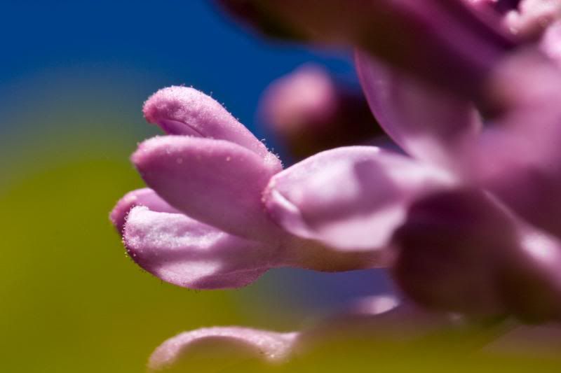 IMAGE: http://i90.photobucket.com/albums/k259/miss-pix/Places/Burnt%20Mountain/April%2019%202009/BurntMt-8328.jpg