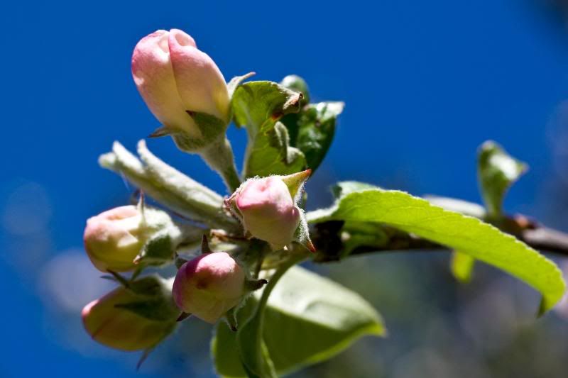 IMAGE: http://i90.photobucket.com/albums/k259/miss-pix/Places/Burnt%20Mountain/April%2019%202009/BurntMt-8338.jpg