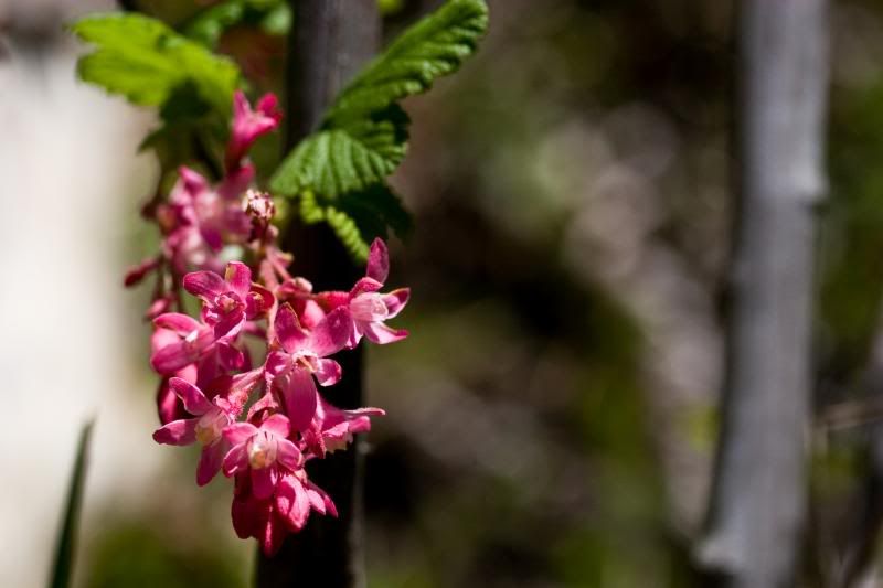 IMAGE: http://i90.photobucket.com/albums/k259/miss-pix/Places/Burnt%20Mountain/April%2019%202009/BurntMt-8347.jpg