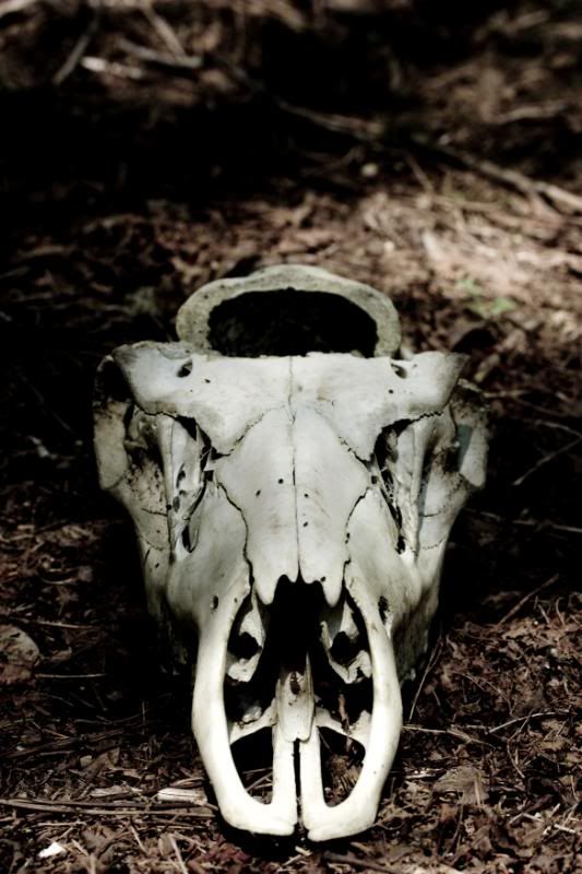 IMAGE: http://i90.photobucket.com/albums/k259/miss-pix/Places/Burnt%20Mountain/April%2019%202009/BurntMt-8354.jpg