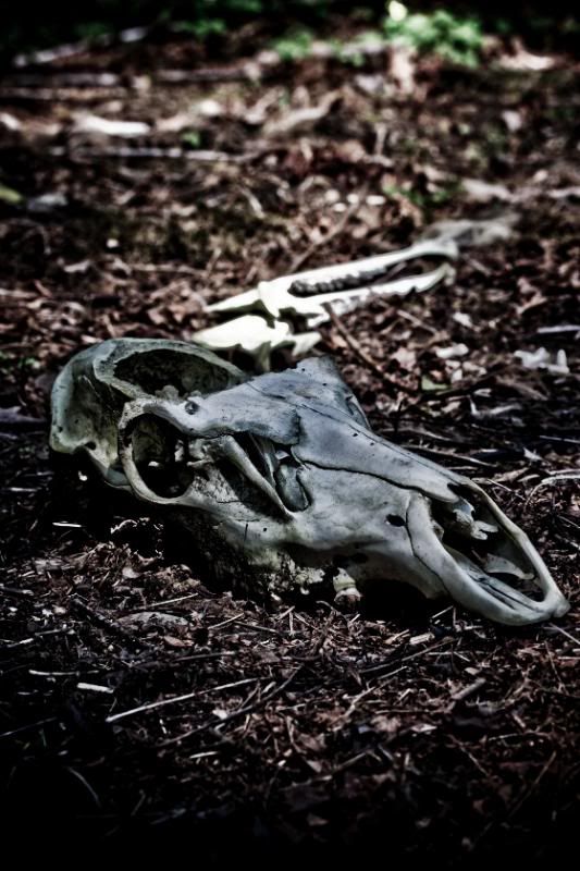 IMAGE: http://i90.photobucket.com/albums/k259/miss-pix/Places/Burnt%20Mountain/April%2019%202009/BurntMt-8360.jpg