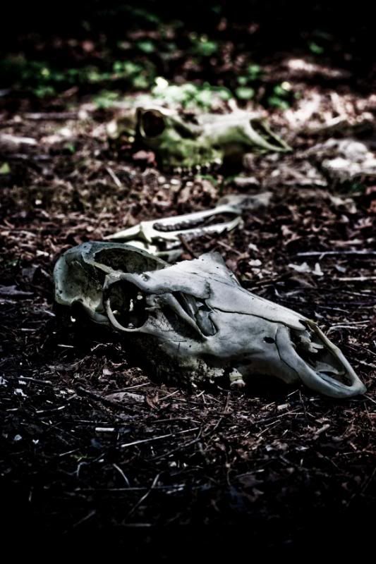 IMAGE: http://i90.photobucket.com/albums/k259/miss-pix/Places/Burnt%20Mountain/April%2019%202009/BurntMt-8361.jpg