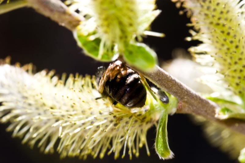 IMAGE: http://i90.photobucket.com/albums/k259/miss-pix/Places/Burnt%20Mountain/April%2019%202009/BurntMt-8378.jpg