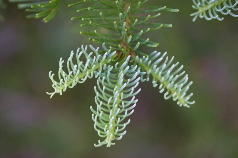 IMAGE: http://i90.photobucket.com/albums/k259/miss-pix/Places/Toketee/Toketee-5877.jpg