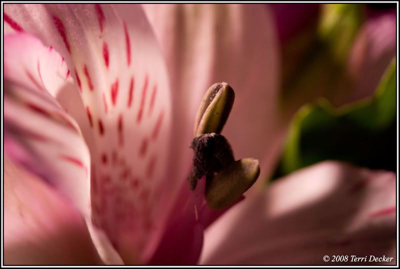 IMAGE: http://i90.photobucket.com/albums/k259/miss-pix/Stills/0804_refractionsandlight010.jpg