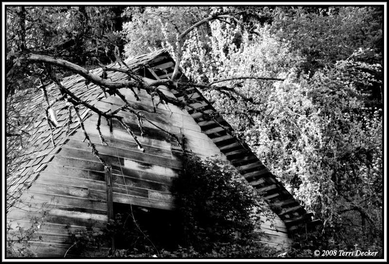 IMAGE: http://i90.photobucket.com/albums/k259/miss-pix/Stills/Old%20Barn/0805_OldBarn006.jpg