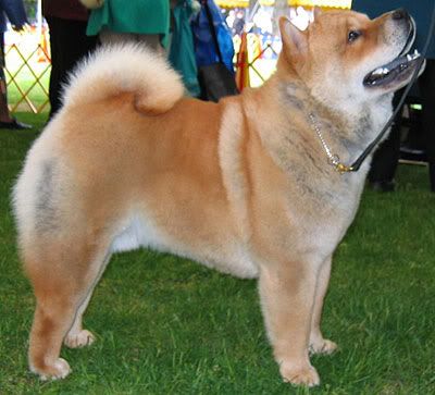 shorthaired_chow_chow_h03.jpg