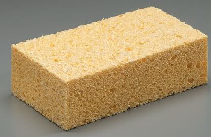 sponge Pictures, Images and Photos