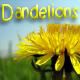 Dandelions1.jpg