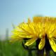 Dandelions2.jpg