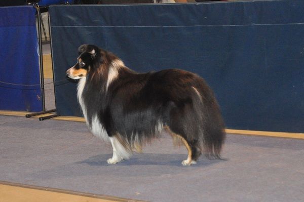 Monty - CWC, R.CACIB