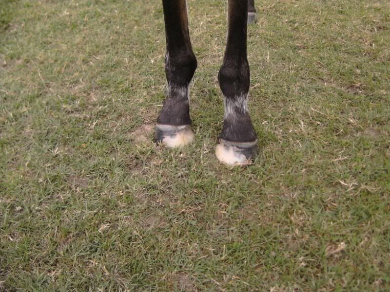 Foal Legs