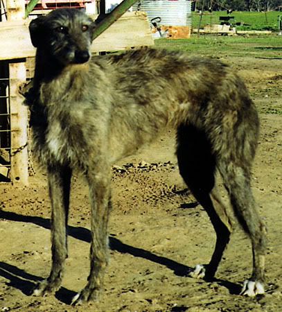 whats the differance between staghound & a deerhound Lurchers & Dogs The Hunting Life