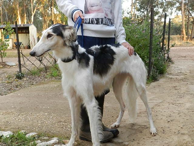 borzoi.jpg