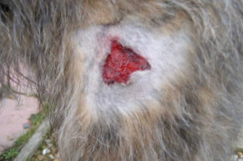 cutleg002.jpg