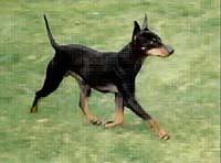 english_toy_terrier.jpg