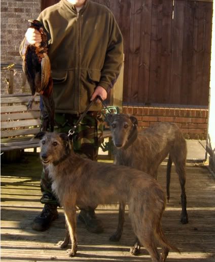 pheasantlima002.jpg