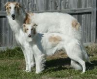 windhound.jpg