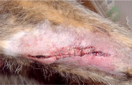 wound001-1.jpg