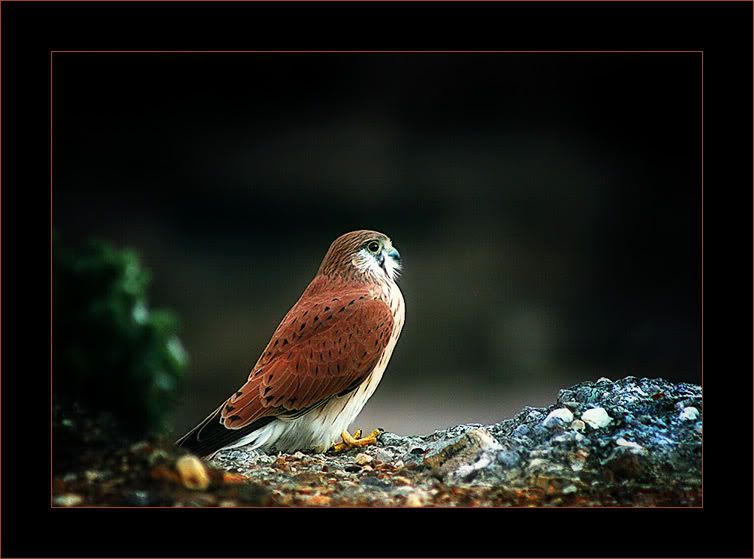 IMAGE: http://i90.photobucket.com/albums/k265/Scarlett_Nic_Photography/2991web.jpg