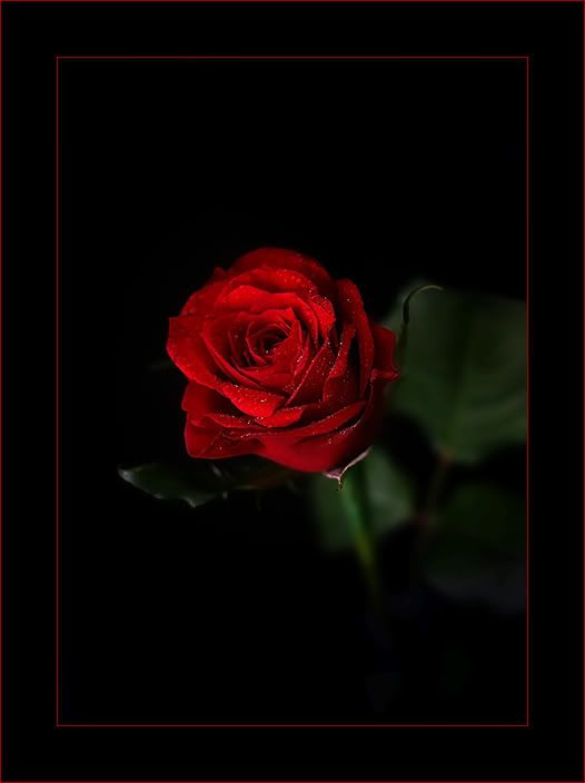 IMAGE: http://i90.photobucket.com/albums/k265/Scarlett_Nic_Photography/rose.jpg