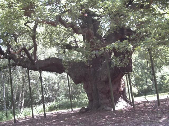 the major oak tree at sherwood forest,june 14th 09 Pictures, Images and Photos