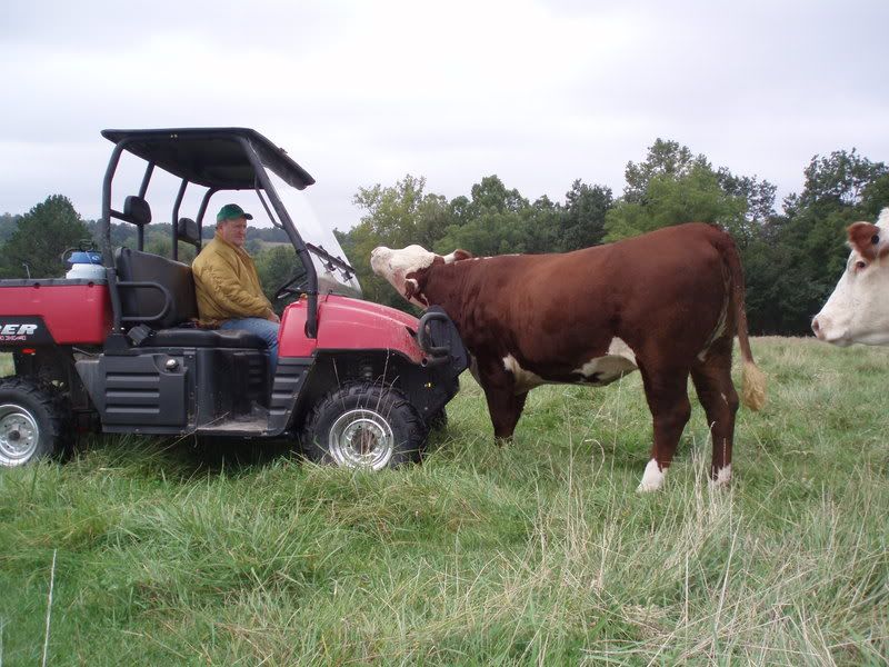 cow scratching posts Page 2