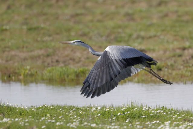 Grey Heron Pictures, Images and Photos