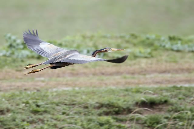 Purple Heron Pictures, Images and Photos