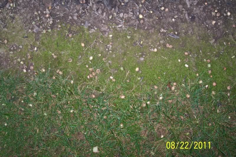 Red Oak tree dropping.... Ohio Sportsman Your Ohio Hunting and