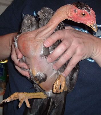 ugly dogs and cats. Re: ugliest chicken contest!