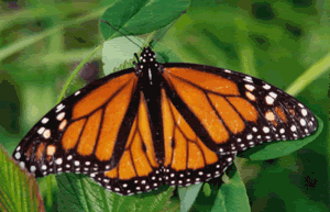 monarch butterfly Pictures, Images and Photos