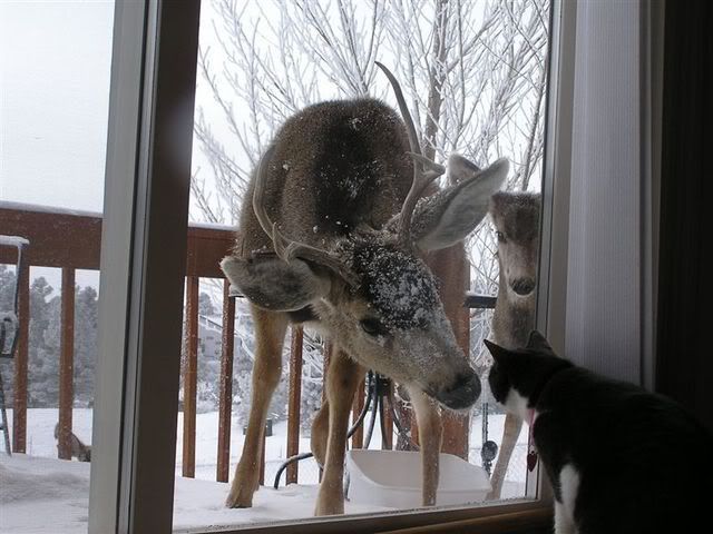 deerfawncat.jpg