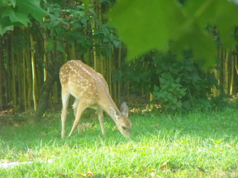 Why live in the boonies? - General Chat